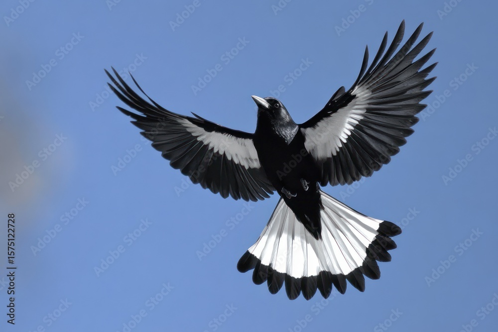 Obraz premium Black and white bird with outstretched wings in mid-flight against a clear blue sky