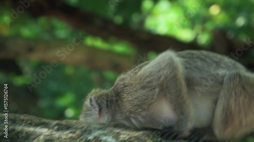 Closeup of a monkey walking across a tree branch on a beach.