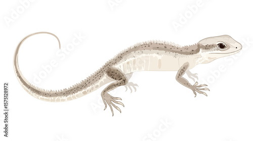 Unique Lizard with Transparent Tail Displaying Scales