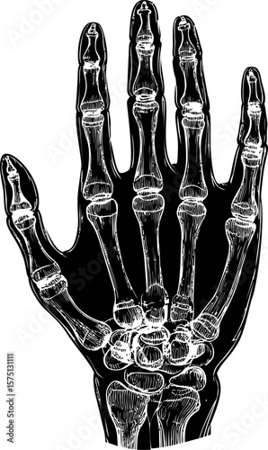 X-ray illustration of a human hand skeletal structure in black and white