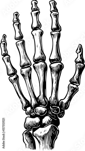 Black and white illustration of a skeletal hand with detailed anatomy drawing