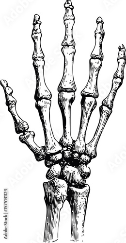 Detailed black and white illustration of a human hand skeleton