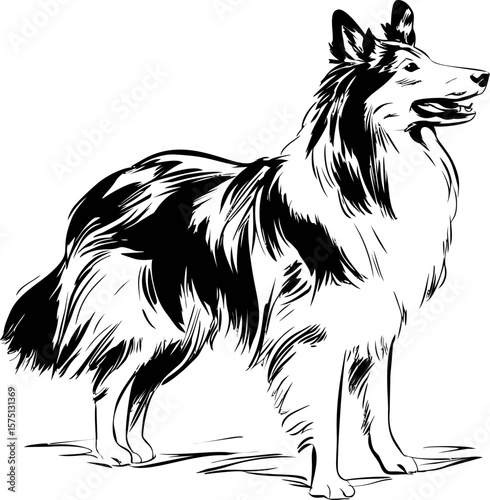Black and white illustration of a collie dog with fluffy fur, line art style