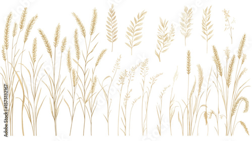 Detailed Outline Sketch of Wheat Spikelets with Ears Grafitti