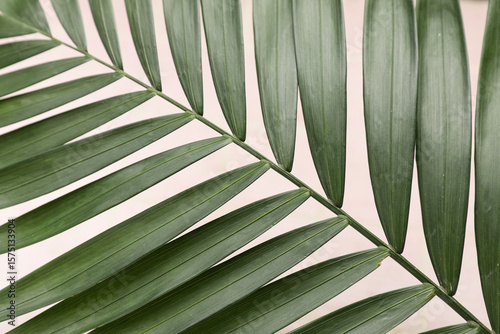 Tropical leaf on pink tile ...