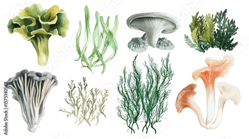 Realistic Sea Weeds Food Set Flat Vector Illustration