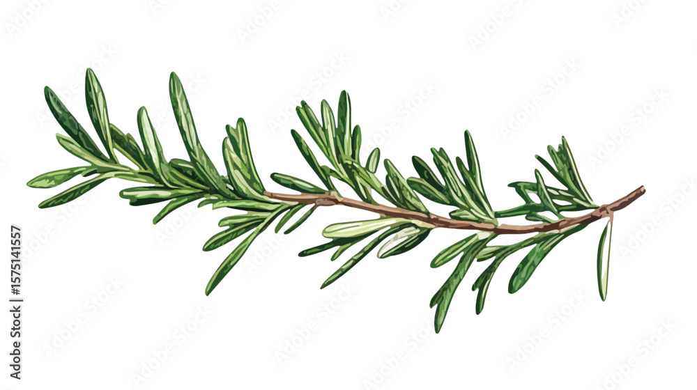 Fototapeta premium Realistic Hand-Drawn Rosemary Plant Branch Illustration