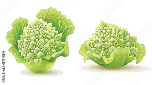 Organic Romanesco Cabbage Ideal for Sustainable Farming