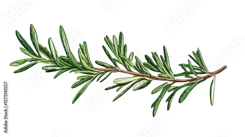 Realistic Hand-Drawn Rosemary Plant Branch Illustration