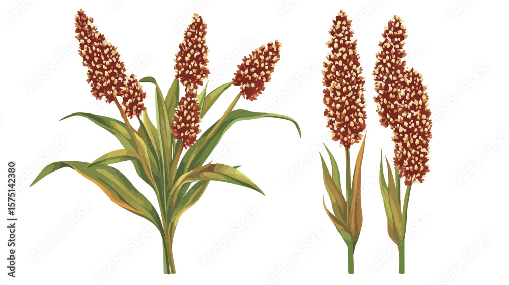 Obraz premium Sorghum Agriculture Plant with Seeds Grain Vector Illustration