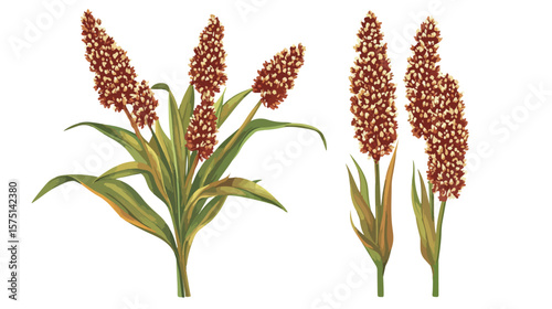 Sorghum Agriculture Plant with Seeds Grain Vector Illustration