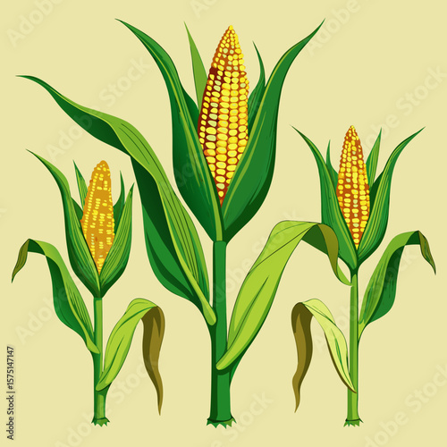 Three vibrant yellow corn cobs with green husks and leaves on a light yellow background