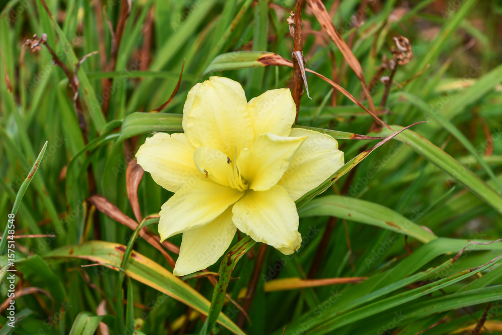 Fototapeta premium ヘメロカリス「ダブルキューティー」 Daylily 'Double Cutie'