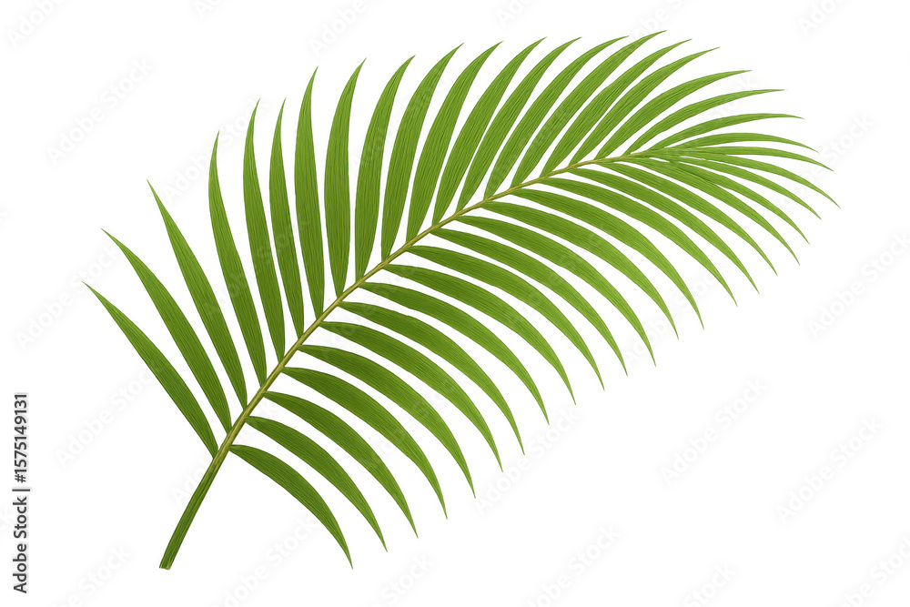 Fototapeta premium Tropical palm leaf featuring a transparent background, enhancing summer and nature-themed projects with its vibrant green hues and exotic flair