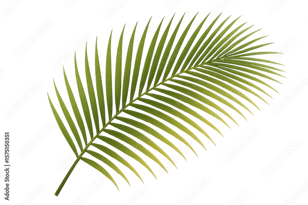 Fototapeta premium Vibrant green palm leaf, creating a tropical feel, isolated on a transparent background, ready for design projects