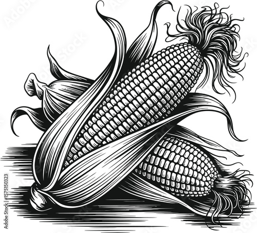 Detailed black and white engraving illustration of two ripe corn cobs with husks
