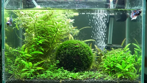 Vibrant Betta Fish Swimming in Lush Aquatic Planted Aquarium Habitat