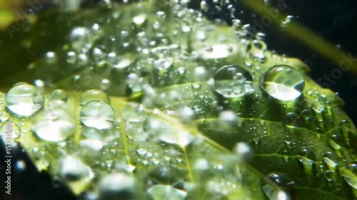 Macro Underwater Leaf with Bubbles and Water Droplets, Close-up Nature Scene