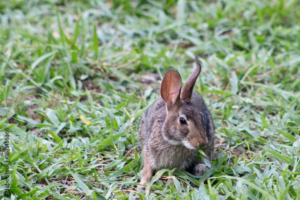 Fototapeta premium Rabbit in the Grass
