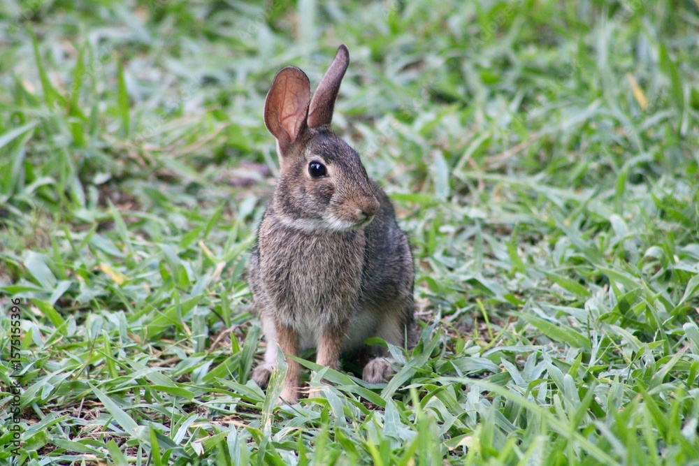 Rabbit in the Grass Rabbit in the Grass