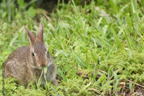 Rabbit in the Grass