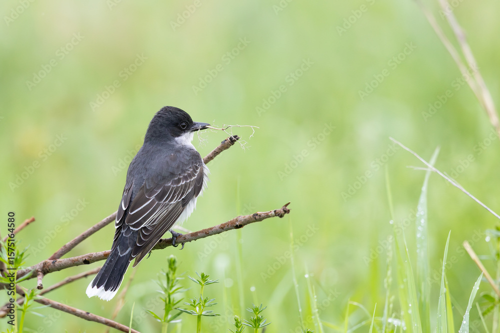 Obraz premium Eastern Kingbird
