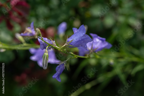 Wallpaper Mural Blue bellflower with raindrops on the plant outdoors – top view. Torontodigital.ca