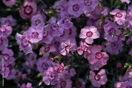 Wallpaper Mural Small pink carnation flowers in top view. Torontodigital.ca