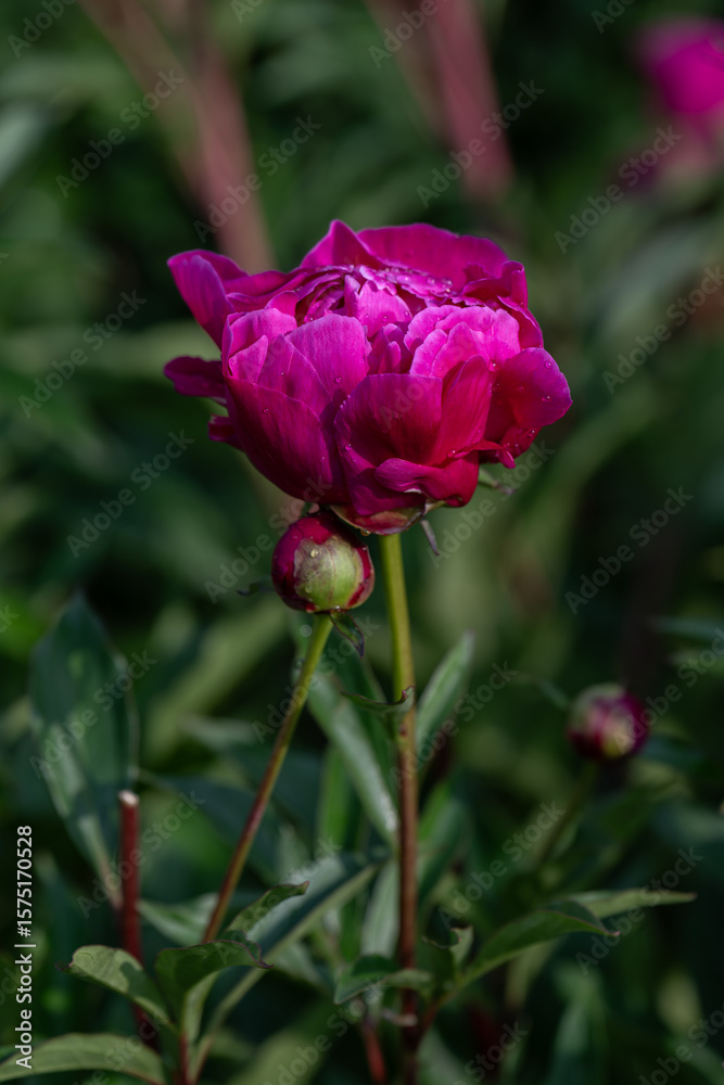 custom made wallpaper toronto digitalDark burgundy-red peony flower on the plant outdoors.