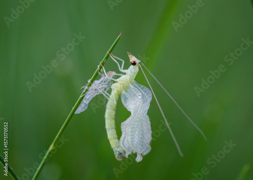 Canvastavla Green lacewing drying wings after molting