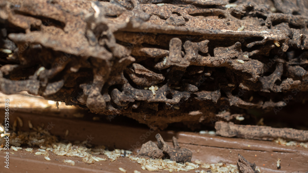 Fototapeta premium Close-up of intricate termite tunnels in wood, showcasing the damage caused by these tiny insects. A reminder of the destructive power of termites in wooden structures