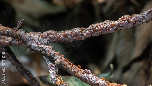 A close-up view of a tree branch covered in white powdery mold or fungus, possibly due to the presence of Laccifer lacca Kerr. selective focus and blurry image