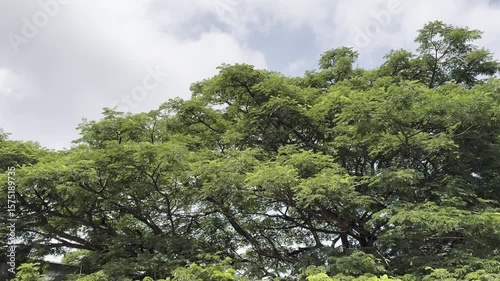 Green tree canopy under a partially cloudy sky, broad and full, showing nature's vibrancy.
