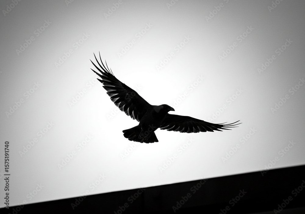 Obraz premium Raven in Flight: Black and White Silhouette Against Soft Sky