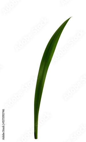 Isolated Single Grass Blade