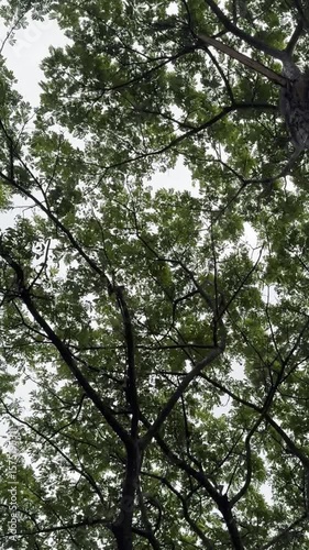 Sunlight peeking through a dense canopy of green tree leaves and branches, low angle view.
