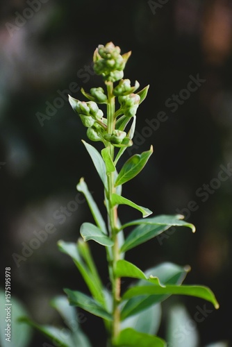 Budding Green Plant in Natural Light with Dark Background