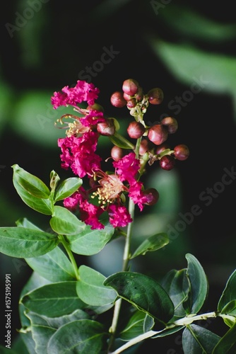 Bright Pink Flower and Budding Stem with Green Leaves in Natural Light