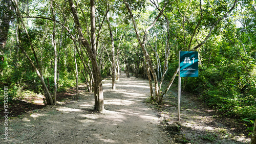 Tropical rain forest trees line the approach path to the  Late Classic Mayan site of Ek Balam, meaning Black Jaguar or Star Jaguar near Valladolid,Yucatan,Mexico