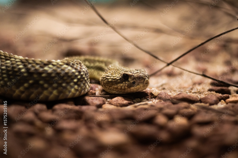 Fototapeta premium Cobra Cascavel