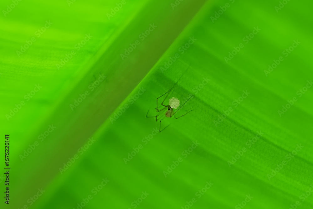 Fototapeta premium Daddy long legs spider with eggs up side down under banana green leaf. selective focus