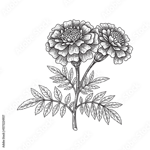 Marigold Flower with Leaves Vintage Botanical Hand Drawn Sketch