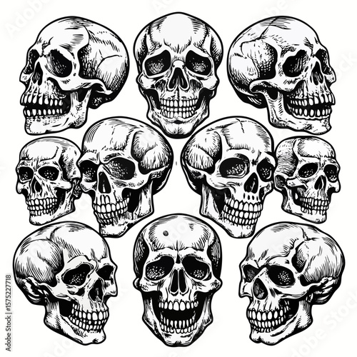 Collection of detailed black and white human skulls in various poses and expressions