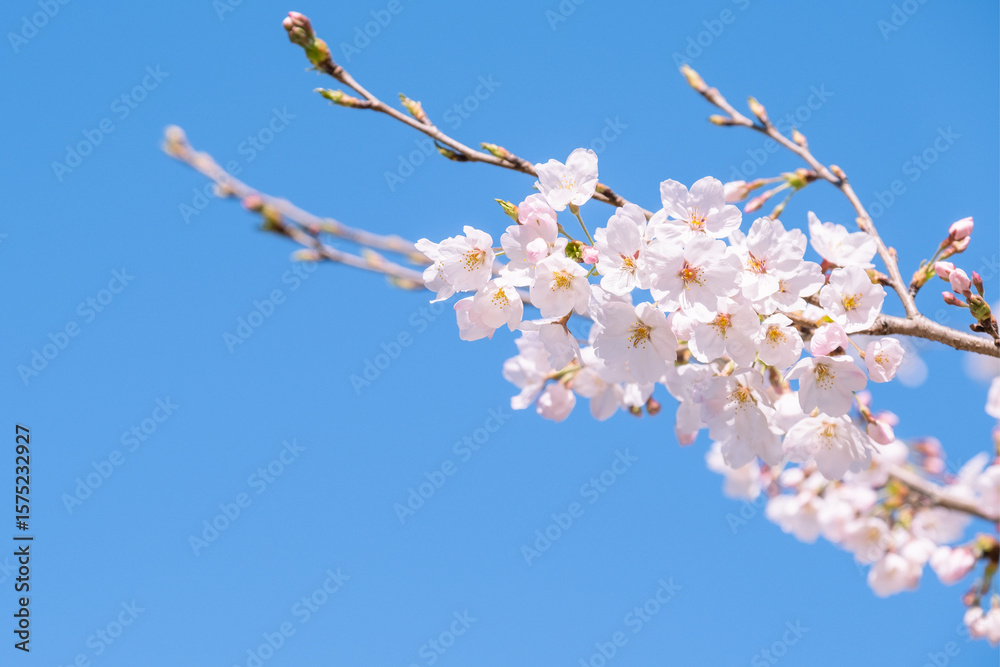 桜 青空 桜 青空