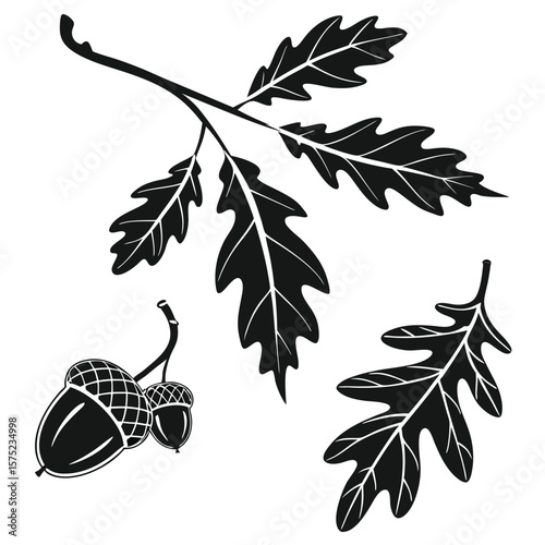 Oak branch and acorns silhouette design