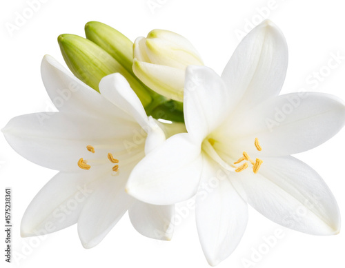  Firefly_Close up photo of a tuberose flower on a transparent background 