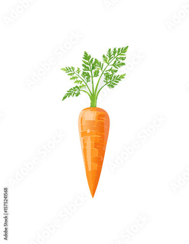 carrot isolated on white