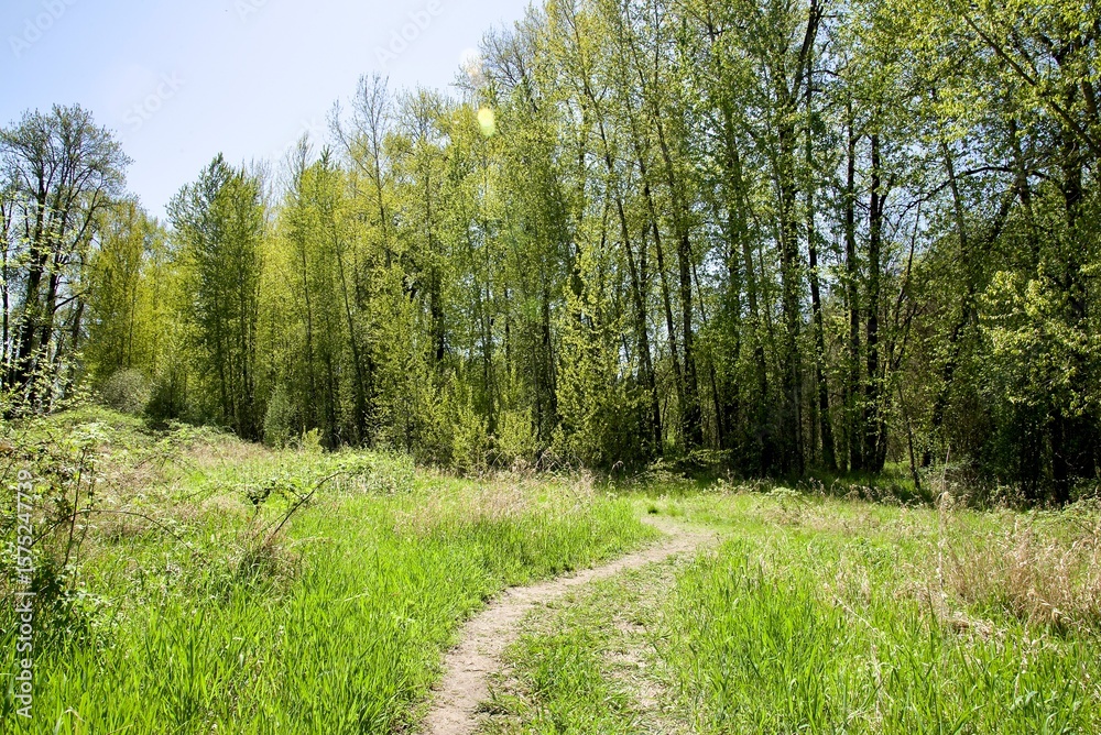 Fototapeta premium Hiking footpath winding through a lush meadow at the edge of a dense woodland, filled with lush green growth on a bright sunny summer day. 
