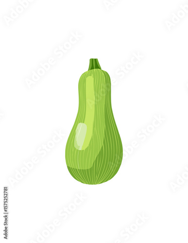 Vector zucchini , cutout isolated on transparent 