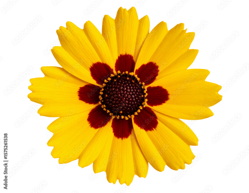 Top View of Coreopsis Flower with Symmetrical Petal Spread, isolated on a transparent background Top View of Coreopsis Flower with Symmetrical Petal Spread, isolated on a transparent background